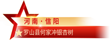 河南·信阳 罗山县何家冲银杏树